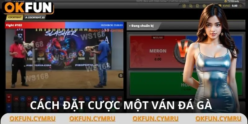 Hướng dẫn cách chơi một ván đá gà trên trang cá cược