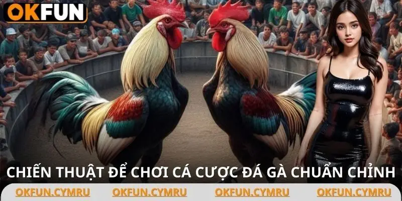Mẹo để cược vào các trận đấu đá gà đỉnh cao