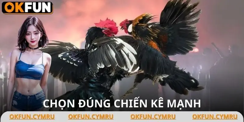 Mẹo đá gà cựa sắt quan trọng đầu tiên là cần phân tích chiến kê