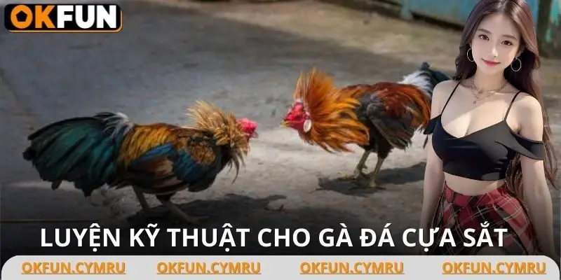 Tập luyện thường xuyên sẽ giúp gà chiến cải thiện khả năng phản xạ